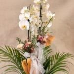 Çift Dallı Luxury Orkide